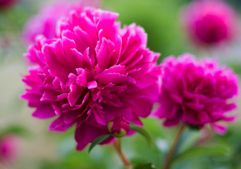 Obraz premium Bright summer peonies close-up in the garden. Macro. Buds.