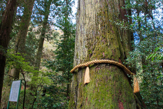 21 Best 関東総鎮守 Images Stock Photos Vectors Adobe Stock