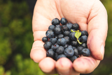 Ripe tasty berry in the palm of a man.