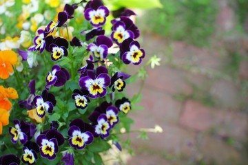 庭に咲くパンジー　Pansy in the garden