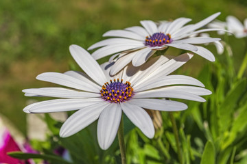 Obraz premium Chamomile white flower