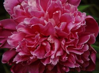 beautiful pink peony close-up,