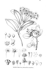 Illustration of plant