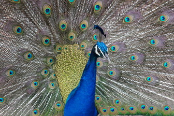 Obraz premium Closeup of a beautiful Peacock dancing with shiny blue and green feathers. 