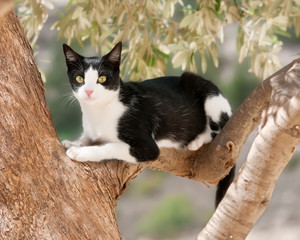  Young cat sitting on a branch of an olive tree, Cyprus