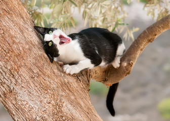 Kitten rubbing its head with mouth open on a branch of an olive tree, Cyprus