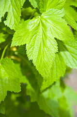 strawberry leaves, garden and nature