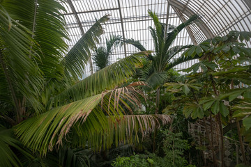 Palm House 