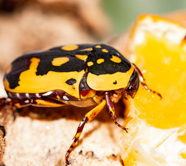 yellow-black beetle