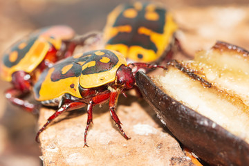 yellow-black beetle