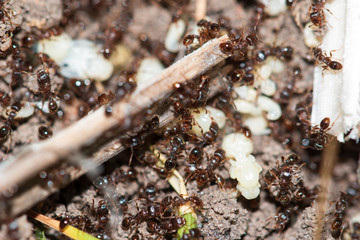 ants in the forest