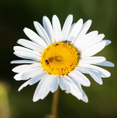 Obraz premium white daisies in the garden