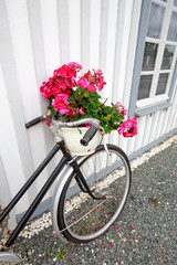 Fototapeta na wymiar vélo fleuri au bord de la cabane ostreicole