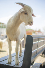 Chivo