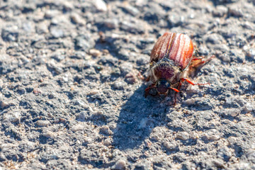 May beetle close-up on the asphalt