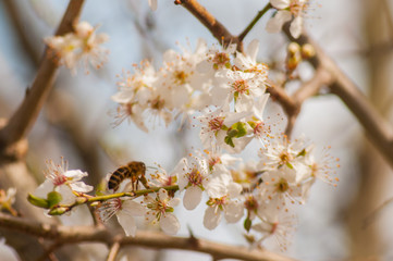 Biene an Kirschblüte IV
