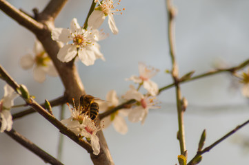 Biene an Kirschblüte II