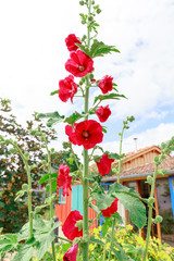 Rose trémiere, fleure sauvage du sud ouest de la france. L'été n'est pas loin.