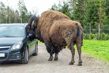 Zelfklevend Fotobehang Bizon Hungry bison looks in the car