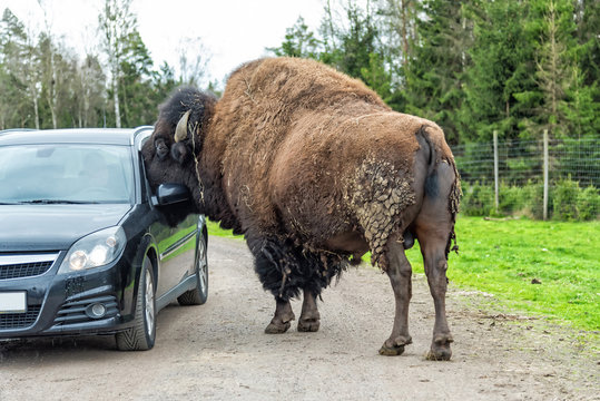 Hungry Bison Looks In The Car