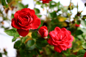 A small red rose that bloomed beautifully