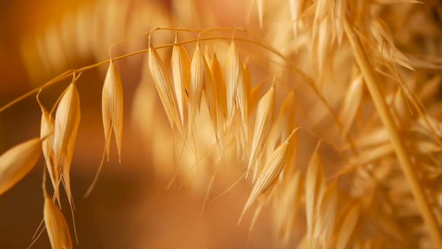 CLose-up of still-life ears for background. Bouquet from dry gold spikes of cereals. Organic natural texture with agricultural crops. Blured shot of stalks and seeds of wheat. Healthy diet or bakery.