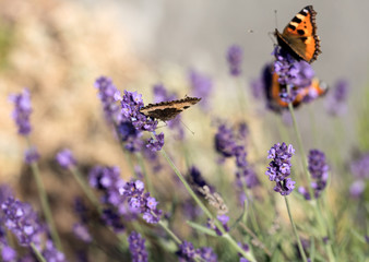 Colorful Butterfly on the blooming lavender flowers