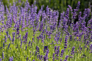  the blooming lavender flowers in Provence, near Sault, France