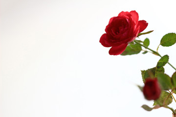A small red rose blooming beautifully on the background of white
