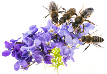 spring violet flowers and bees on a white background