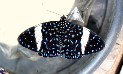 papillon à pois