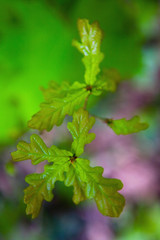 Fototapeta na wymiar Young green spring oak leaves on a branch.
