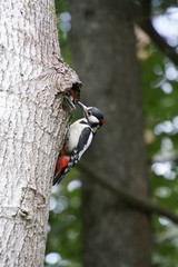 Birds in the forest. Woodpecker at the nest. The male feeds the chick.