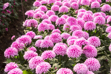 Flowers, flowers chrysanthemum, Chrysanthemum wallpaper