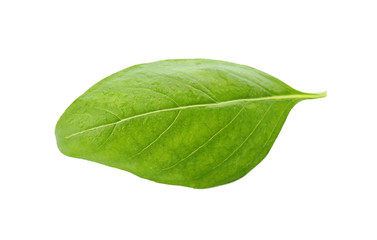 Fresh green basil leaf on white background