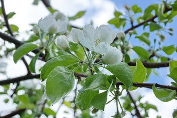 Apple tree branches white flowers blue sky clouds