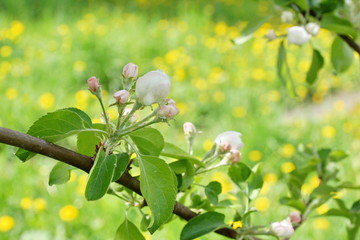 Apple tree branches white flowers on green field background of yellow daisies