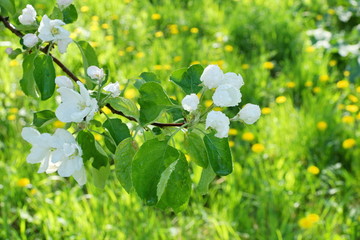 Apple tree branches white flowers on green field background of yellow daisies