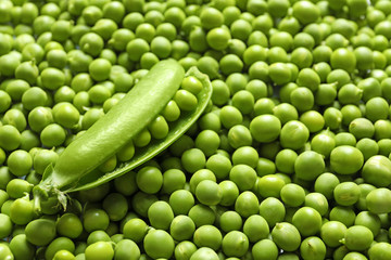 Obraz na płótnie Canvas Many fresh green peas as background, closeup