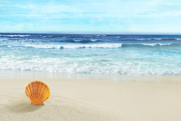 Fototapeta na wymiar Seashell in the sand. Tropical beach. 