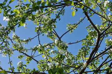 Apple tree branches white flowers blue sky clouds