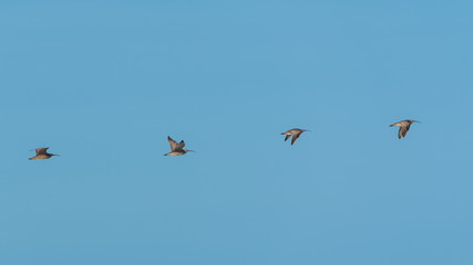 Long-billed Curlew, birds flying in blue sky