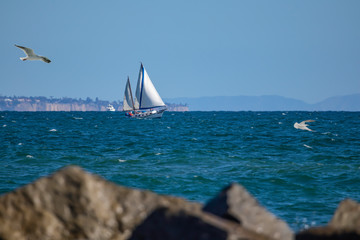 Sail and seagulls at the ocean