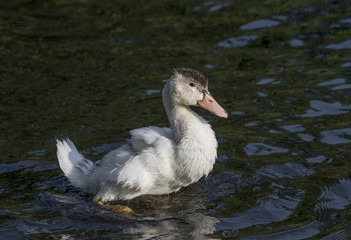 Portrait of Ancona Duck swimming in its natural habitat