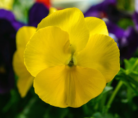 Violet tri-color