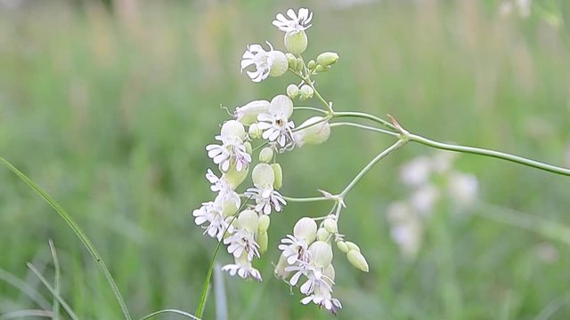 Silene vulgaris, bladder campion, maidenstears, seeds