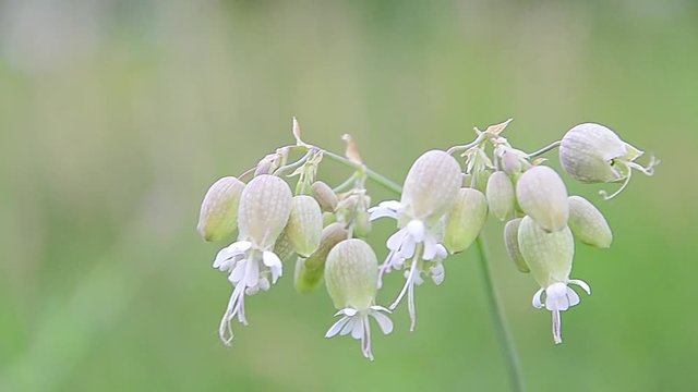 Silene Vulgaris, Bladder Campion, Maidenstears, Seeds