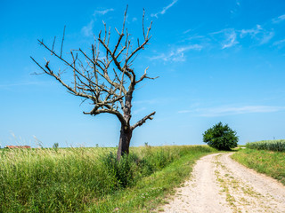 Klimawandel in Deutschland