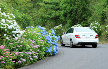 紫陽花と車