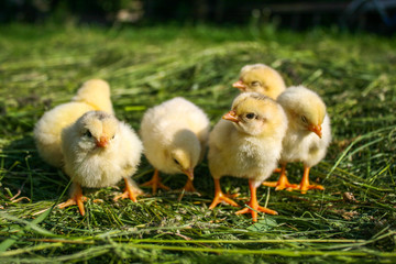 Little chickens on the grass. Yellow chickens on a lawn on a farm.